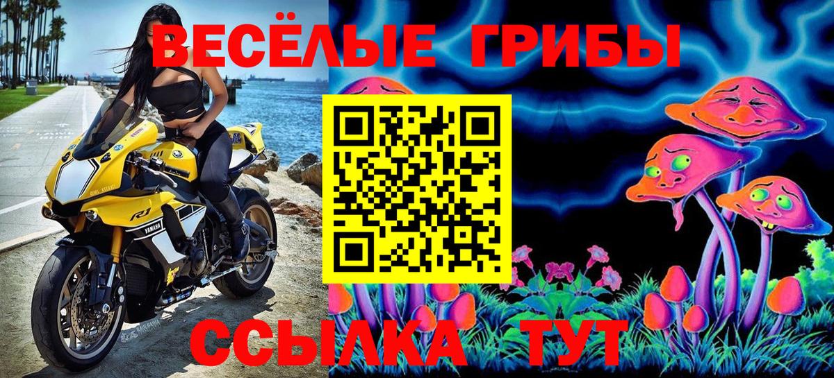 Галлюциногенные грибы Psilocybe Северск